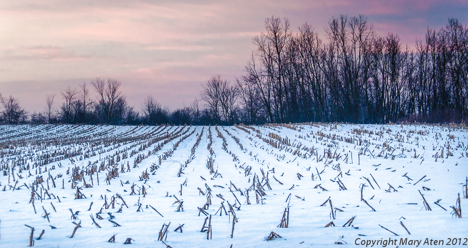 Sunset over Snowy Corn Field