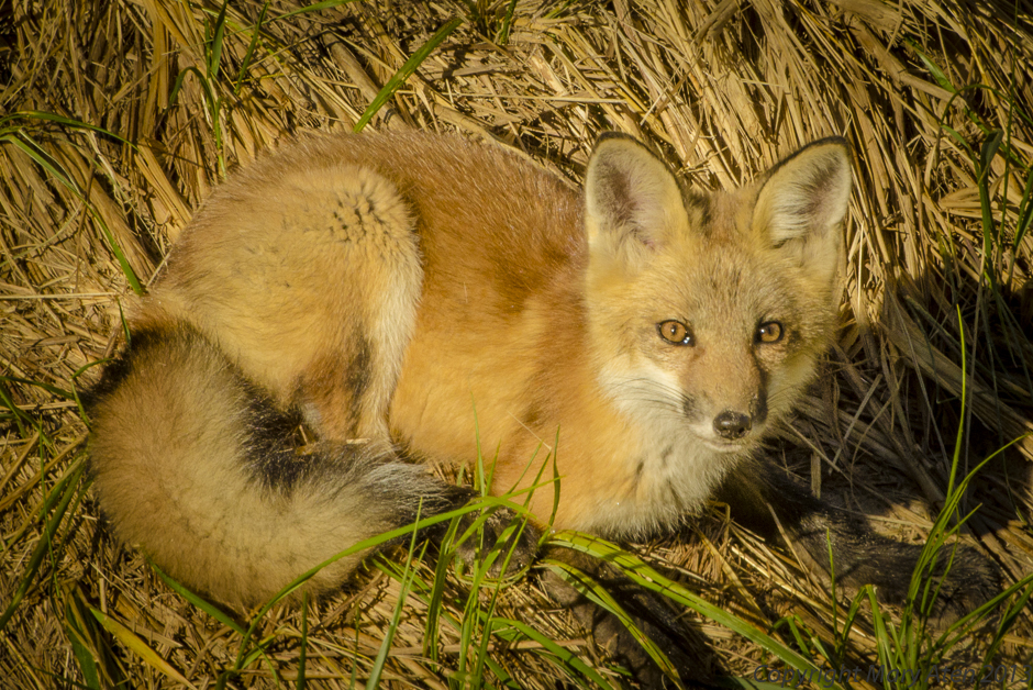Fox photography